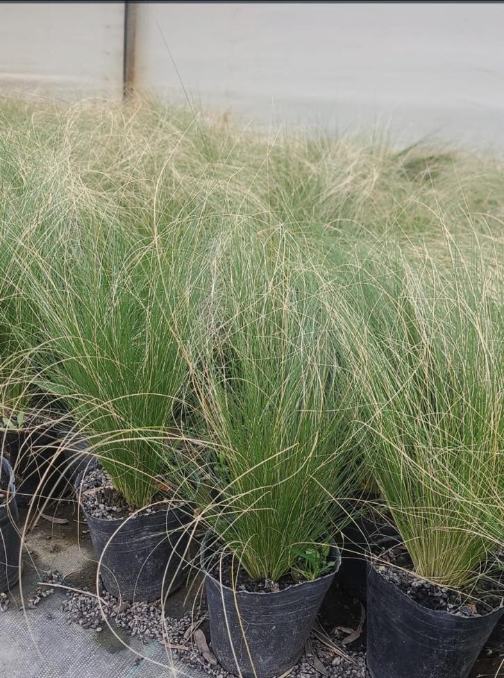 Plantas Nativas de Cuyo